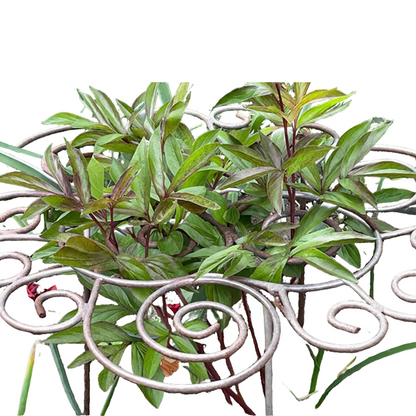📢📢LAST DAY SALE 50% OFF🌱Heavy-Duty Flower Support Frame